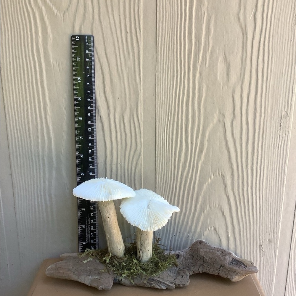 Driftwood Art, Driftwood and Coral Mushrooms, Mushroom Art, Coastal Art - Picture 8 of 12